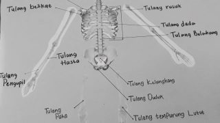 Media Pembelajaran Anatomi Kerangka Manusia