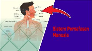 Cara Membuat Media Pembelajaran Sistem Pernafasan Manusia