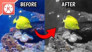Tutorial Color Isolation Efek Menggunakan Kinemaster Di Android